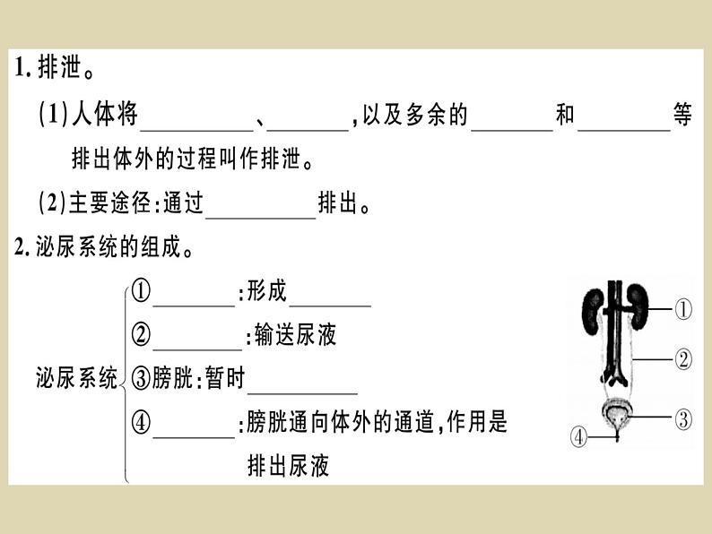 （新人教版）七年级下册第五章人体内废物的排出习题课件（生物）第2页