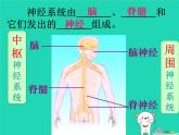 （鲁科版五四制）七年级生物下册4.6.2神经系统的组成课件