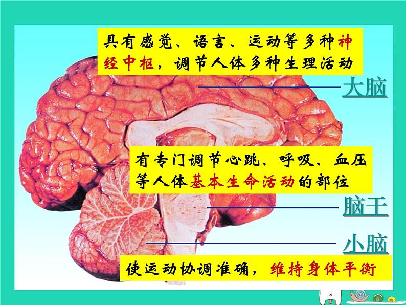 （鲁科版五四制）七年级生物下册4.6.2神经系统的组成课件05