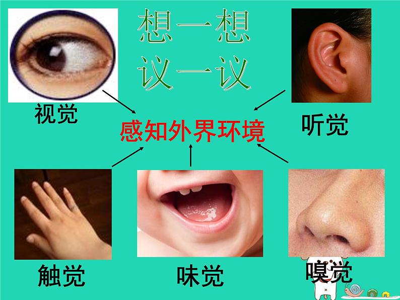 （鲁科版五四制）七年级生物下册4.6.1人体对外界环境的感知课件02