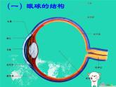 （鲁科版五四制）七年级生物下册4.6.1人体对外界环境的感知课件