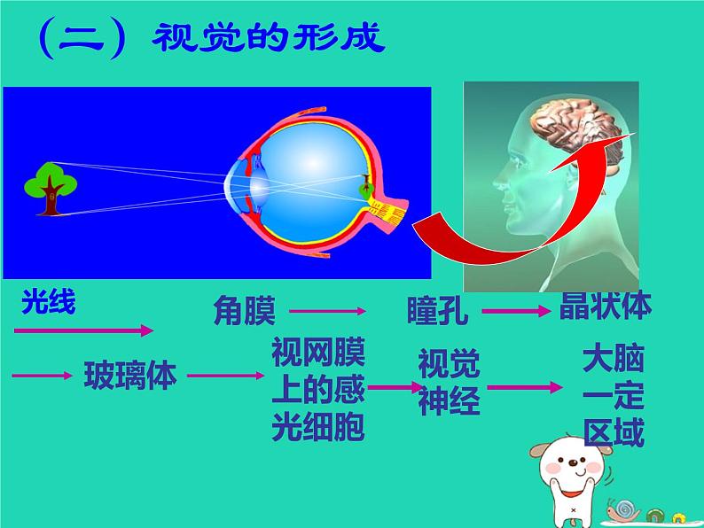 （鲁科版五四制）七年级生物下册4.6.1人体对外界环境的感知课件06