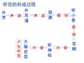 （冀教版）七年级生物下册第2单元第4章第3节信息的处理神经调节的基本方式——反射课件（新版）