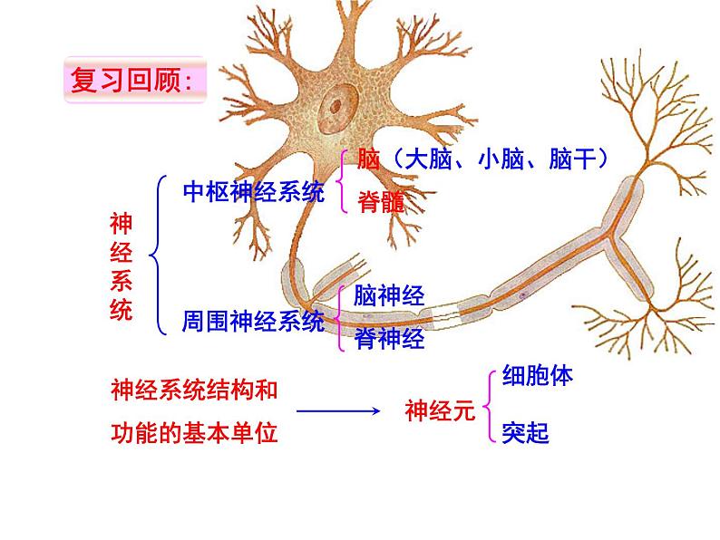 （冀教版）七年级生物下册第2单元第4章第3节信息的处理神经调节的基本方式——反射课件（新版）03