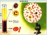 （冀教版）七年级生物下册第2单元第2章第1节物质运输的载体_血液课件（新版）