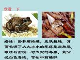 （新人教版）八年级上册两栖动物和爬行动物课件1（生物）