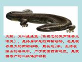 （新人教版）八年级上册两栖动物和爬行动物课件1（生物）