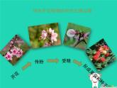 植物的生殖PPT课件免费下载
