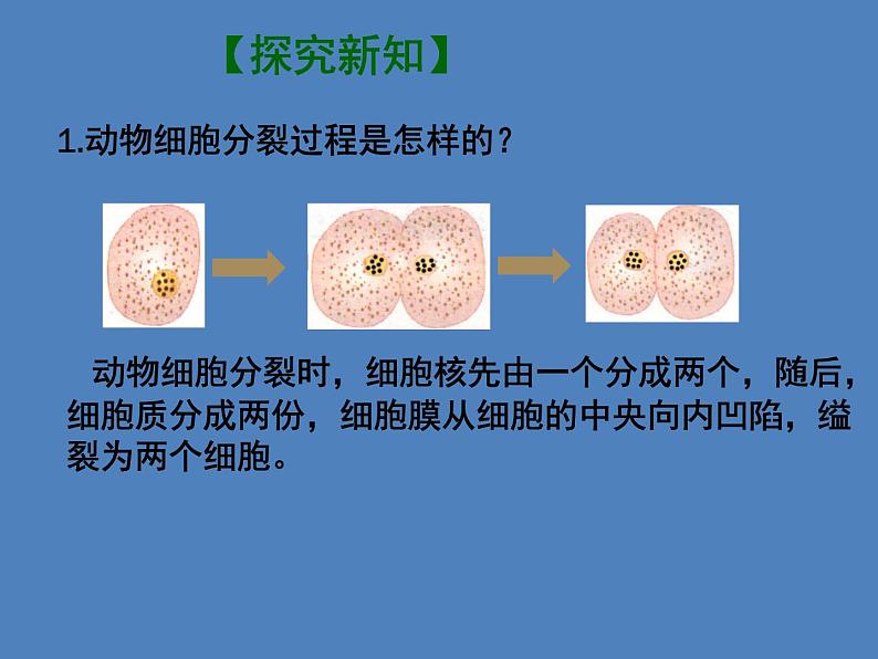 （新人教版）七年级生物上册2.2.1细胞通过分裂产生新细胞课件 (1)第3页