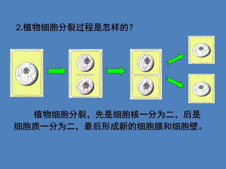 （新人教版）七年级生物上册2.2.1细胞通过分裂产生新细胞课件 (1)第4页