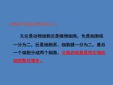（新人教版）七年级生物上册2.2.1细胞通过分裂产生新细胞课件 (1)