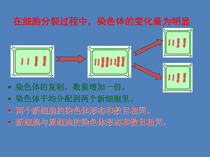 （新人教版）七年级生物上册2.2.1细胞通过分裂产生新细胞课件 (1)第8页