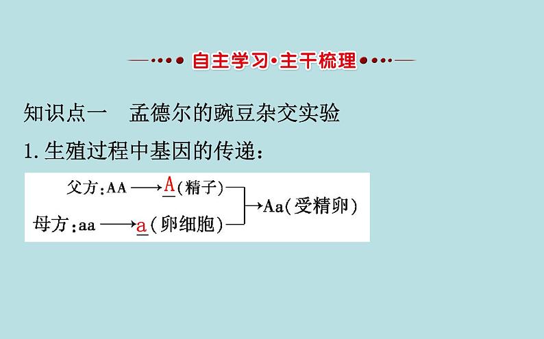 （新人教版）八年级下册3基因的显性和隐性教学课件（生物）第2页