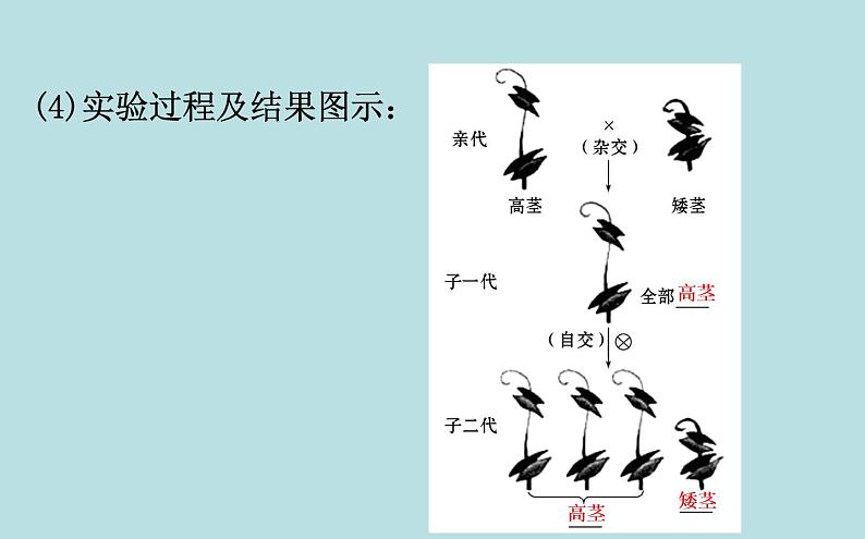 （新人教版）八年级下册3基因的显性和隐性教学课件（生物）第4页