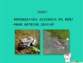 （新人教版）八年级生物上册5.1.5两栖动物和爬行动物第1课时课件