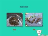 （新人教版）八年级生物上册5.1.5两栖动物和爬行动物第1课时课件