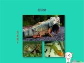 （新人教版）八年级生物上册5.1.5两栖动物和爬行动物第2课时课件