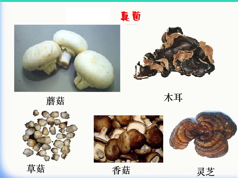 （新人教版）八年级生物上册5.4.1细菌和真菌的分布课件第5页