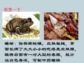 （新人教版）八年级上册两栖动物和爬行动物课件1（生物） (1)