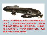 （新人教版）八年级上册两栖动物和爬行动物课件1（生物） (1)
