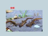 （新人教版）八年级上册两栖动物和爬行动物课件1（生物） (1)