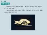 （新人教版）八年级上册第四节鱼课件1（生物）