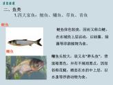 （新人教版）八年级上册第四节鱼课件1（生物）