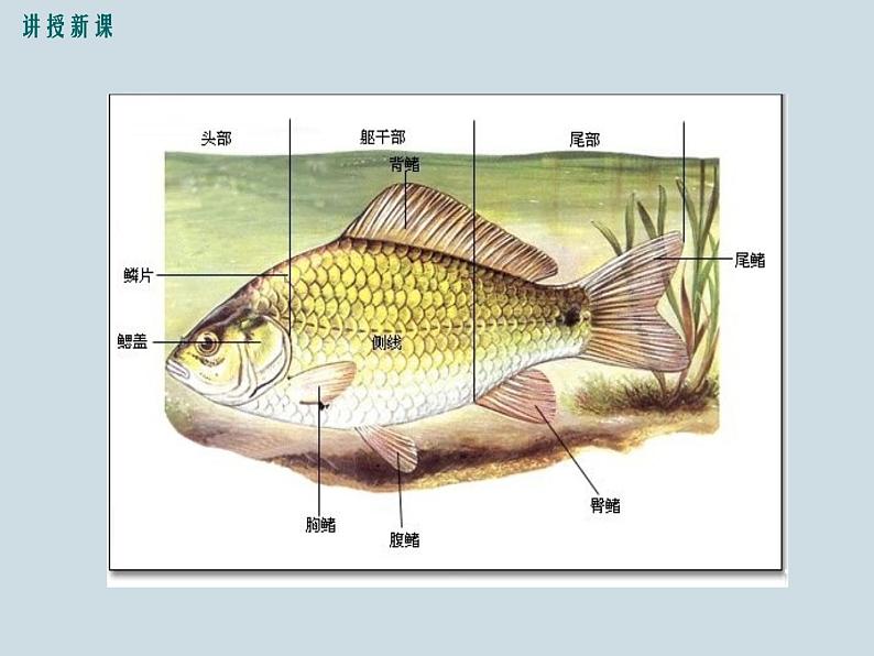 （新人教版）八年级上册第四节鱼课件1（生物）08