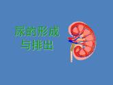 （新版新人教版）七年级下册4.5人体内废物的排出课件2（生物）