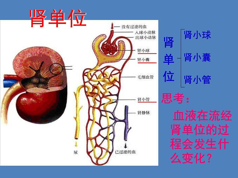 （新版新人教版）七年级下册4.5人体内废物的排出课件2（生物）第7页