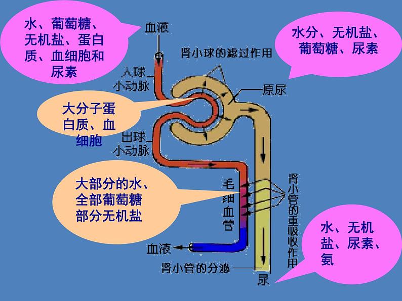 （新版新人教版）七年级下册4.5人体内废物的排出课件2（生物）第8页