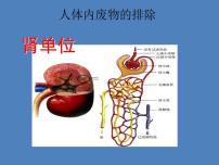 初中生物人教版 (新课标)七年级下册第四单元 生物圈中的人第五章 人体内废物的排出多媒体教学ppt课件