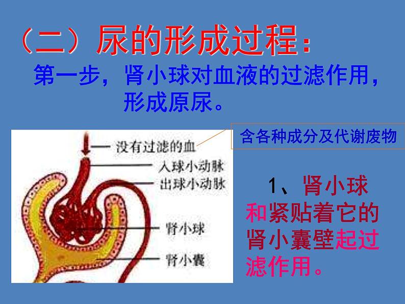 （新版新人教版）七年级下册4.5人体内废物的排出课件3（生物）第3页