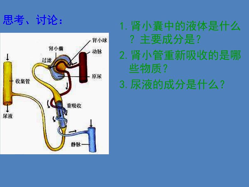 （新版新人教版）七年级下册4.5人体内废物的排出课件3（生物）第6页