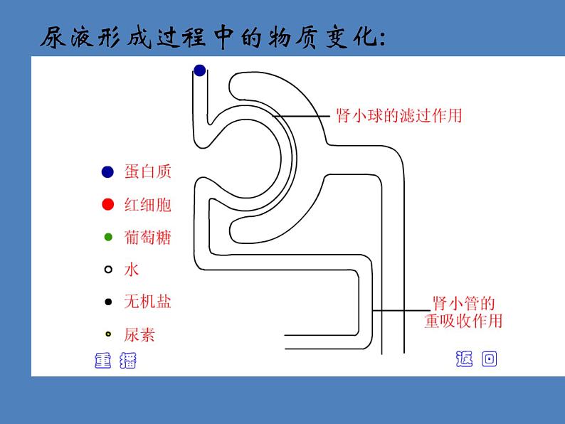 （新版新人教版）七年级下册4.5人体内废物的排出课件3（生物）第7页