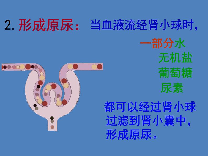 （新版新人教版）七年级下册4.5人体内废物的排出课件3（生物）第8页