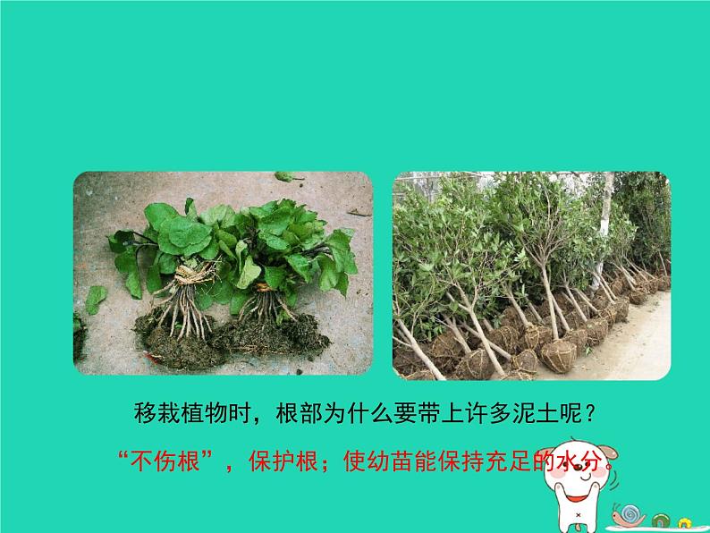 绿色植物的生长需要水和无机盐PPT课件免费下载02