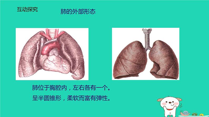 （苏科版）七年级生物上册3.7.2人体的呼吸第1课时课件06