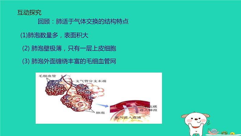 人体的呼吸PPT课件免费下载07