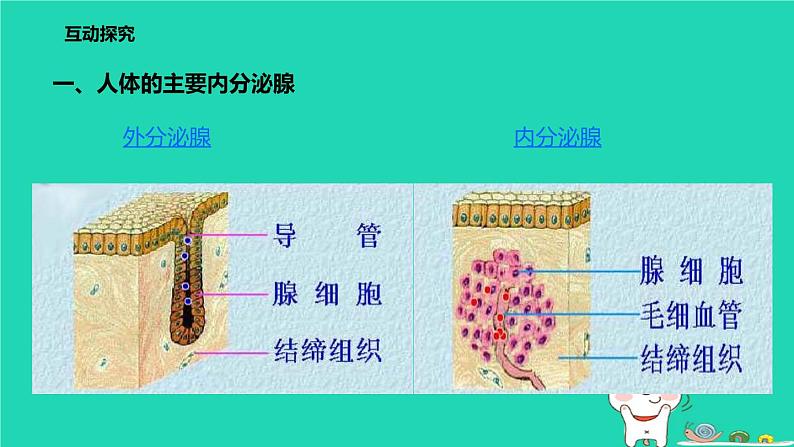 （苏科版）八年级生物上册6.16.3人体的激素调节课件第4页