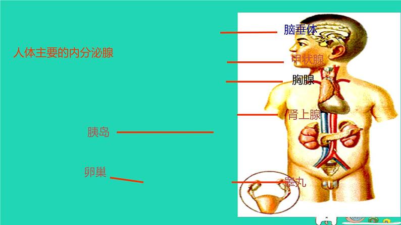 （苏科版）八年级生物上册6.16.3人体的激素调节课件第6页