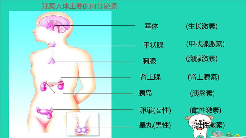 （苏科版）八年级生物上册6.16.3人体的激素调节课件第7页