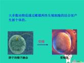 动物的生殖PPT课件免费下载