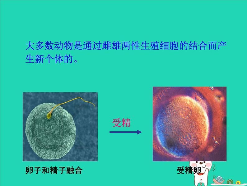 动物的生殖PPT课件免费下载05