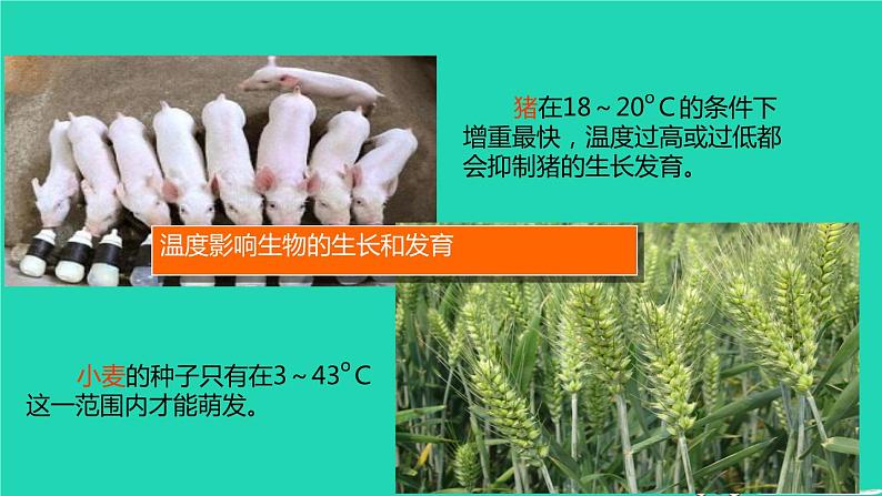 环境影响生物的生存PPT课件免费下载08