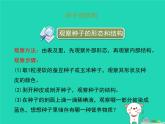 植物的生长发育PPT课件免费下载