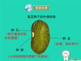 植物的生长发育PPT课件免费下载
