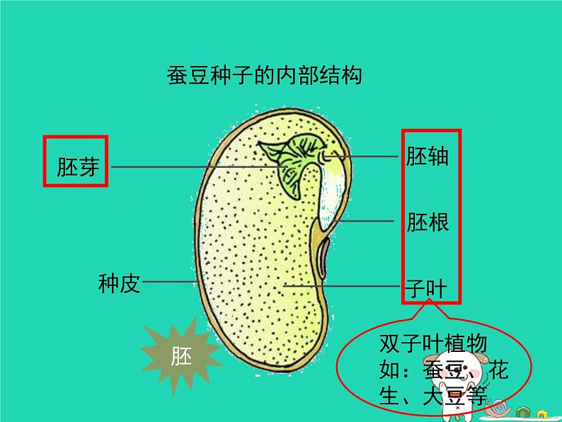 植物的生长发育PPT课件免费下载06