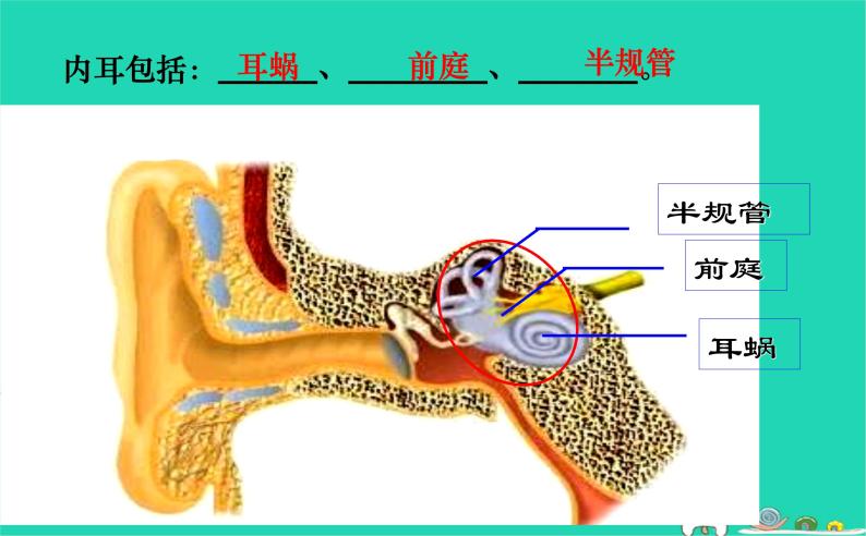 人体对信息的感知PPT课件免费下载08