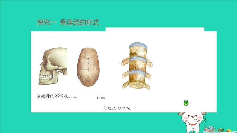 人体的运动PPT课件免费下载05